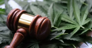 A gavel laying on the top of Cannabis leaves.