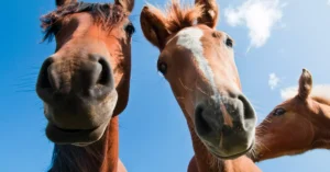 A picture of three horses looking at the camera.